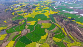 Aerial view of rape flowers in SW China's Sichuan