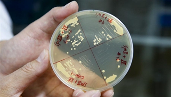 Chinese scientists create 4 synthetic yeast chromosomes