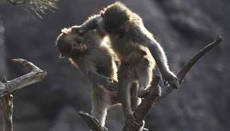 Macaques seen in Shuangta Mountain, north China