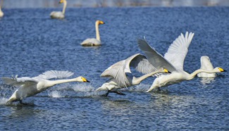 Wild white swans return to suburban Miyun District of Beijing