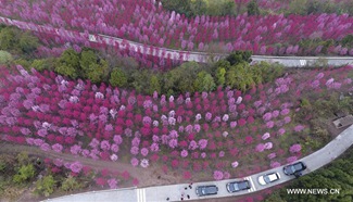 Aerial view of peach blossoms scenery in southwest China