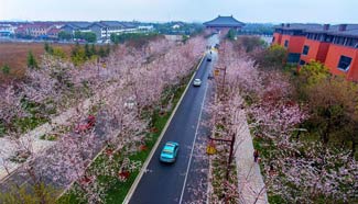 Aerial view of cherry blossoms in east China's Yangzhou City