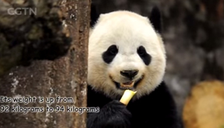 Panda cub Bao Bao makes debut in China