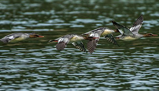 Chinese mergansers spotted in central China's Hubei