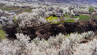 In pics: Pear flowers in Jinjiang Village, SW China