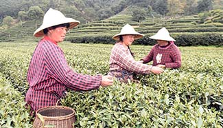West Lake Longjing tea enters picking season, E China