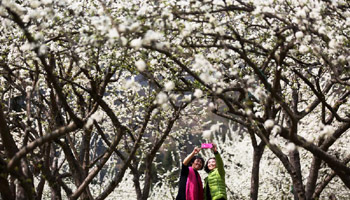 In pics: Scenery of plum flowers around China