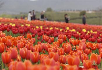 Tourists view tulip flowers in full blossom in east China's city