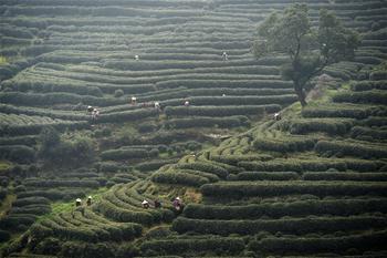 West Lake Longjing tea enters picking season