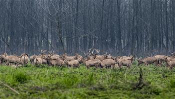 Nature reserve sees number of elks increase to 1,000 in China's Hubei