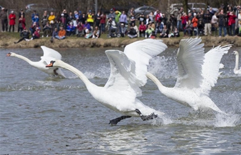 Annual swan parade held in Ontario, Canada