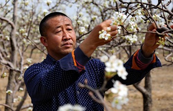 Farmers pollinate pear trees in north China
