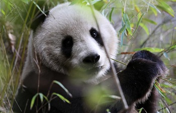 Wild giant pandas seen in northwest China