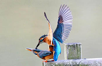 Kingfishers seen at park in Fuzhou, China's Fujian