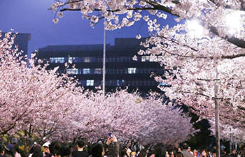 Cherry blossoms seen in Tongji University in Shanghai