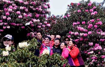 Tourists enjoy azalea blossom in China's Yunnan