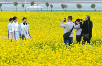Cole flowers scenery in N China's Hebei