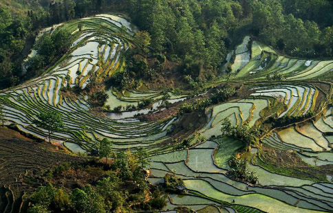 Scenery of Hani terraced fields in SW China's Yunnan