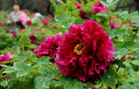 Peonies come into flourishing term in China's Luoyang