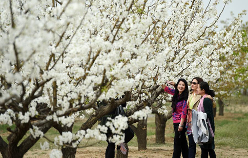 Pear blossoms attract tourists in Beijing