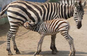 Newborn zebra debuts at zoo in east China