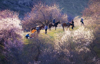 Apricots in full bloom attract tourists to "Apricot Valley" in Xinjiang
