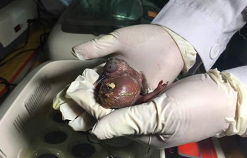 Two crested ibis chicks hatched in SW China breeding center