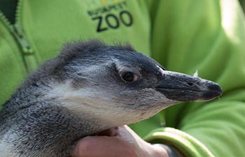 Four-month-old penguin Tifani at Budapest Zoo in Hungary