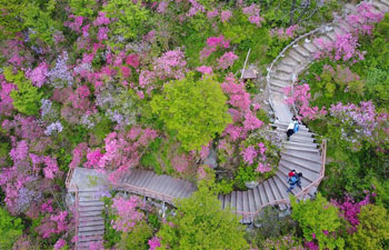 Azalea blossoms attract tourists in central China's Hubei