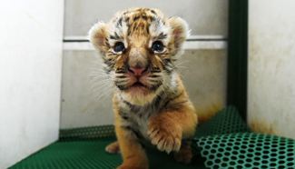 Over 50 tiger cubs born in NE China in April