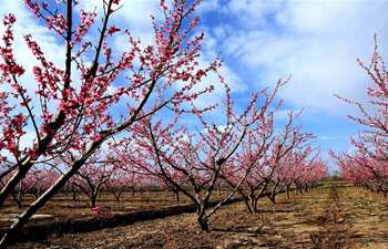 Peach flowers in full blossom in NW China's Gansu Province
