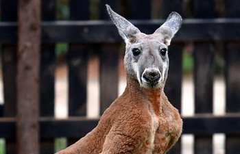 Red kangaroos from Australia meet public in Kunming