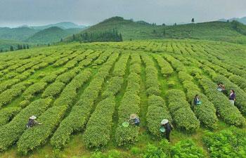 Farmers pick tea leaves in southwest China's Guizhou