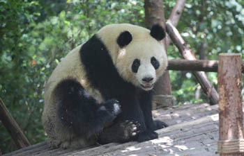 China to send two giant pandas to Denmark
