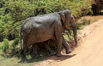 In pics: Elephant, calf reach out to nearby pond in Sri Lanka