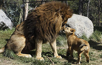 Lion "Maucho" plays with cubs