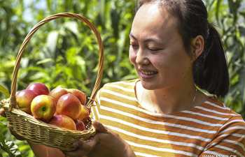 Tourists pick nectarines at greenhouse in Hebei