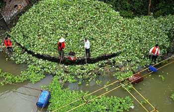 Water hyacinth cleared to protect environment on Langjiang River