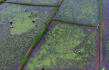 Villagers collect water shield leaves in central China's Hubei