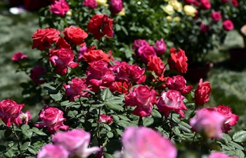 Over 100,000 Chinese roses displayed at expo in Tianjin