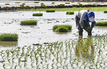 Farmers plant rice seedlings in NE China's Jilin
