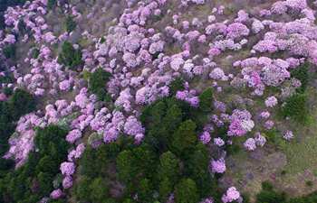 Azalea flowers seen in central China's Shennongjia reserve