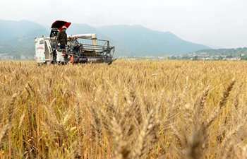 Summer harvest work starts in central China
