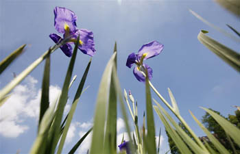 Iris ensata exhibited at Shanghai Botanical Garden