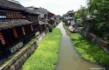 Watermifoil planted in Xitang town's river for purifying water