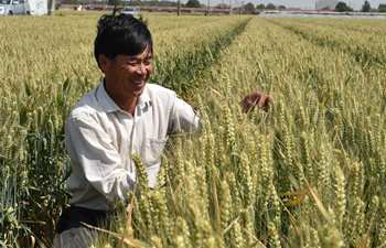 East China's wheat to enter harvest season