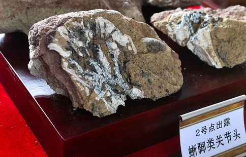 Systematic excavation of dinosaur fossils launched in NE China