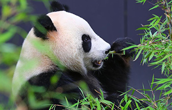 Feature: Two giant pandas make enchanting debut at Dutch zoo