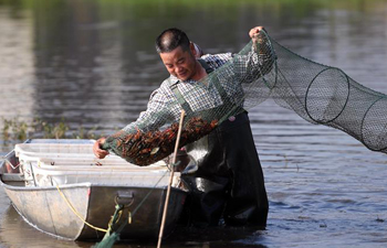 Farmers collect crayfish, rice seedlings in China