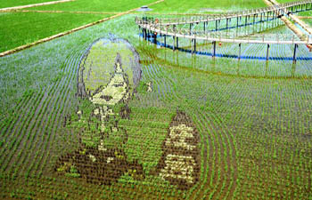 In pics: 3D paddy fields in Shenyang, NE China's Liaoning